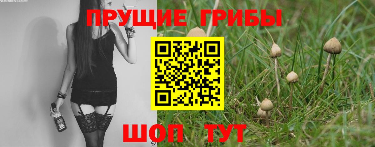 где купить   Новодвинск  Псилоцибиновые грибы GOLDEN TEACHER 